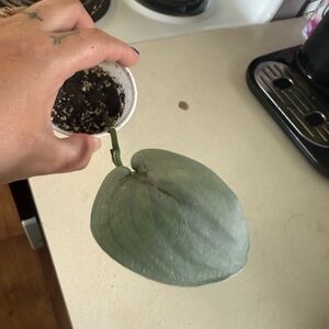 Scindapsus Platinum Lava plant